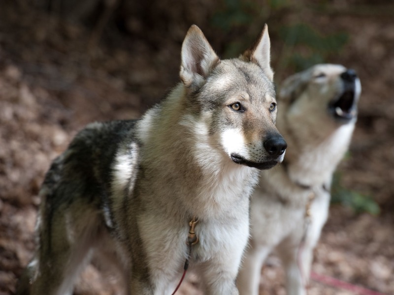 Cava de'Tirreni, 12enne aggredito da due cani lupo