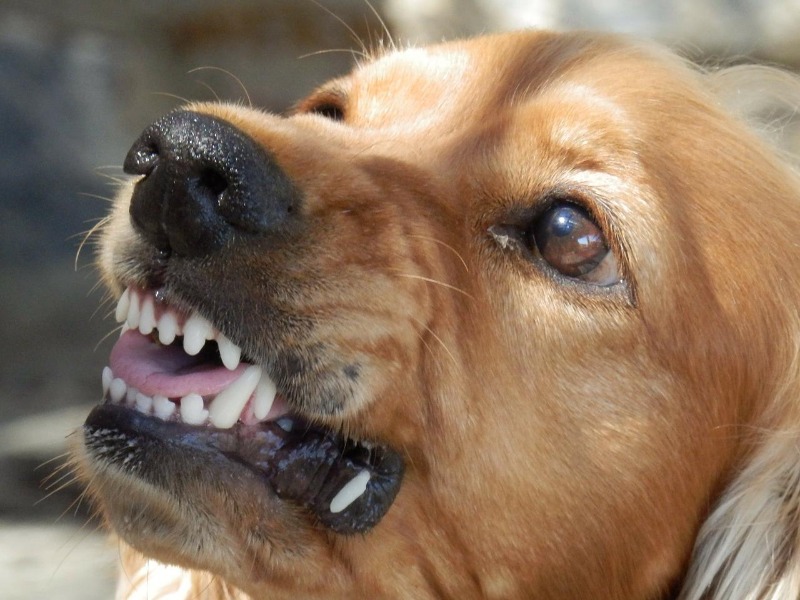 Baronissi, cane aggredisce bimba. Padrona scappa via 