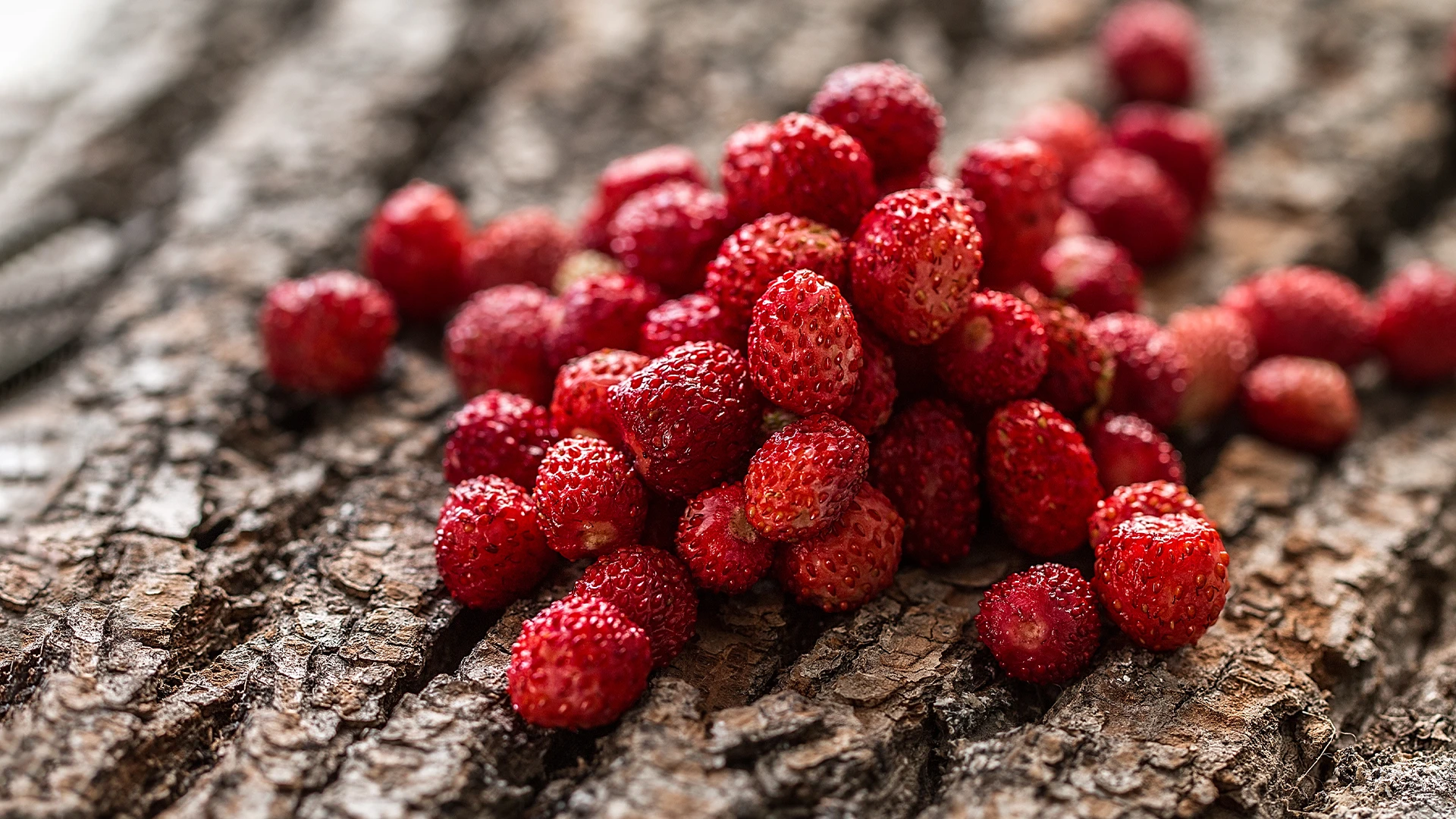 Fragoline di Bosco Petina